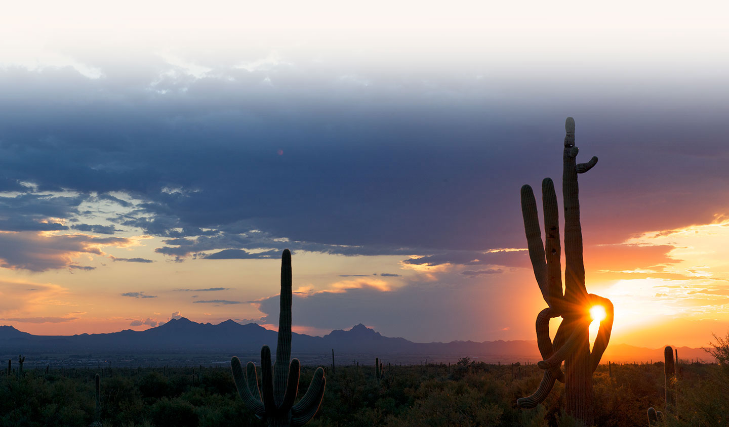 Immerse yourself in the heart of the Sonoran desert