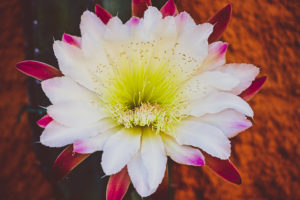 Cactus flowers in the Tucson desert