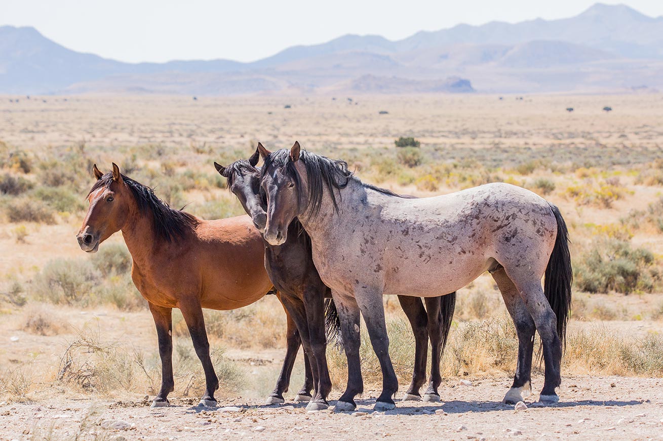 Wild horses galloping through the desert