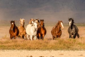 Wild horses galloping through the desert